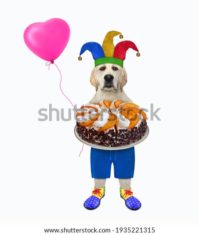 A dog labrador clown in a jester hat is holding a holiday cake and a pink balloon. White background. Isolated.