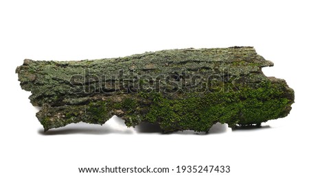Green moss on tree bark isolated on white background Royalty-Free Stock Photo #1935247433