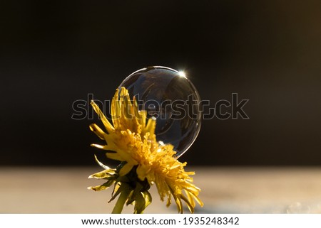 soap bubble on a yellow flower