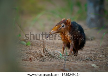 Black and rufous elephant shrew -Rhynchocyon petersi or sengi or Zanj elephant shrew, found only in Africa, native to the lowland montane and dense forests of Kenya and Tanzania. Royalty-Free Stock Photo #1935249134