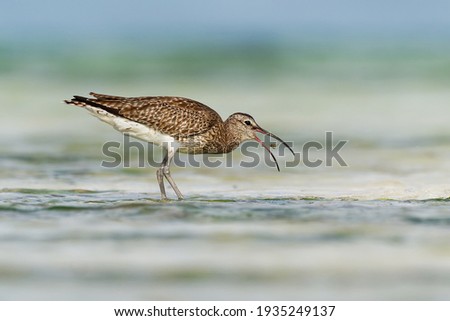 Whimbrel - Numenius phaeopus wading bird with long beak standing and feeding on the low tide on the sandy beach with waves in the background. Blue ocean and the african coastline. Royalty-Free Stock Photo #1935249137