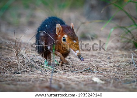 Black and rufous elephant shrew -Rhynchocyon petersi or sengi or Zanj elephant shrew, found only in Africa, native to the lowland montane and dense forests of Kenya and Tanzania. Royalty-Free Stock Photo #1935249140