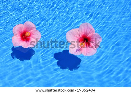 Pink Hibiscus Floating on Swimming Pool