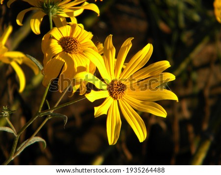                               A Common Sunflower in the sunlight 