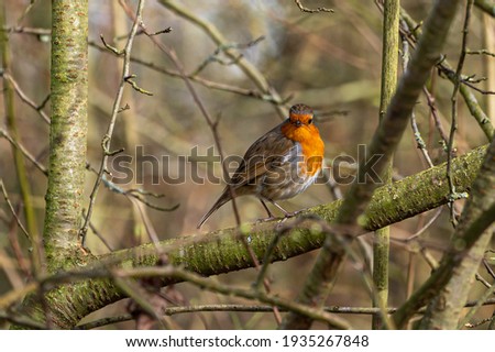 Robin perched on bare tree branches in early spring