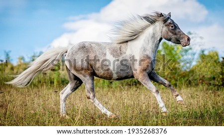 American Miniature Horse in nature