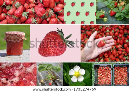 Collage of Fresh Organic Strawberries and plants  - Photo-montage