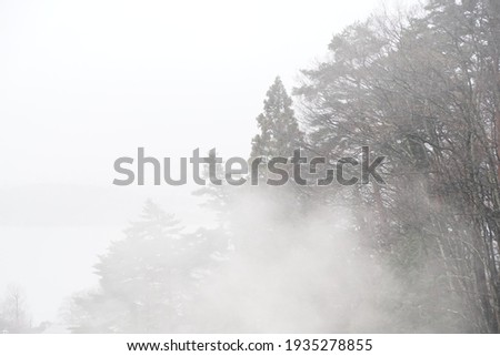 cold snow falls in the winter forest