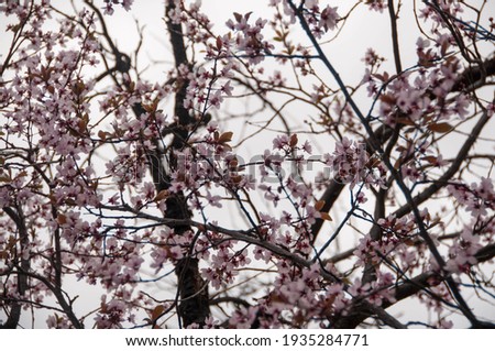 Pink flowers blooming on a tree in spring 