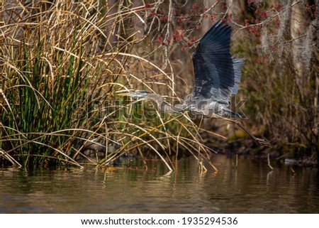 A beautiful Great Blue Heron taking flight over Greenfield Lake in Wilmington, North Carolina