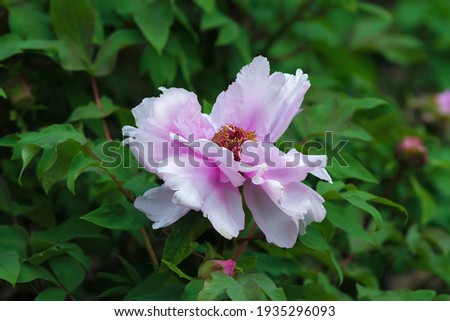 Pink magnolia flower with blurred green foliage background.