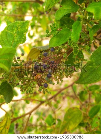 wild forest plants such as grapes