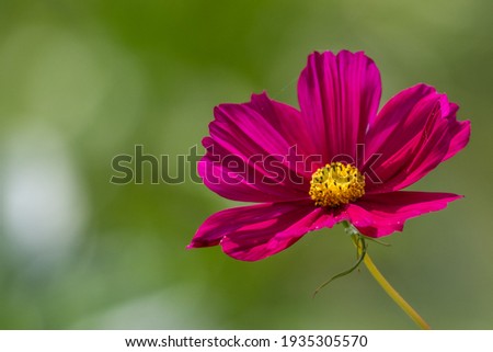 A flower garden with bright pink cosmos flowers, they have long dainty petals, the centers are yellow with dark pink. The plants are on long tall stems. The background is of various green shades. Royalty-Free Stock Photo #1935305570