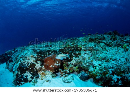 A snapper swimming over the reef 