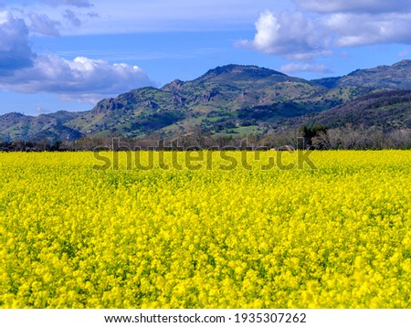 A perfect haze of yellows, springtime in Napa Valley Royalty-Free Stock Photo #1935307262