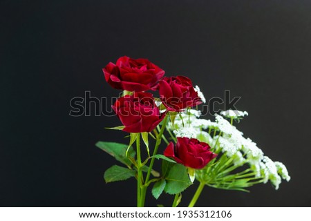 Spray roses on a dark background