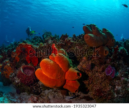 Large tube sponges on the reef 