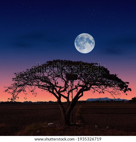 Lonely Tree with full moon background. Selective focus.Image 