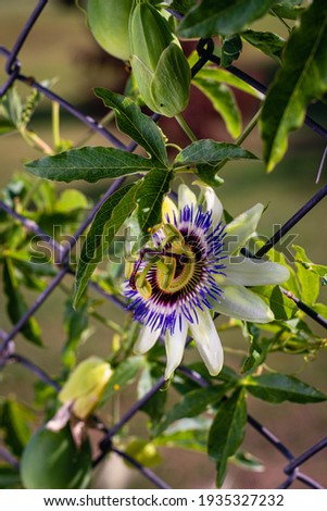 close-up of mburucuya passionflower flower with selected focus
