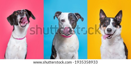 cute dogs studio shot on an isolated background Royalty-Free Stock Photo #1935358933