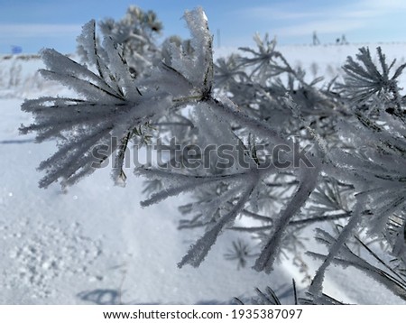 Fir tree brunch in the frost. Christmas wallpaper concept.  white colors
