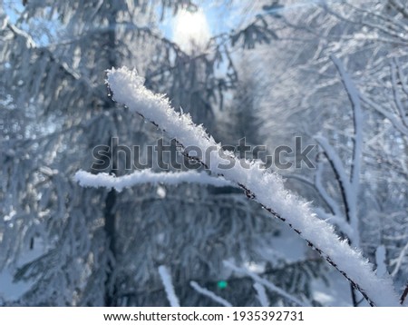 Tree brunch covered with snow. Frost on the branch. Minimalist concept.
