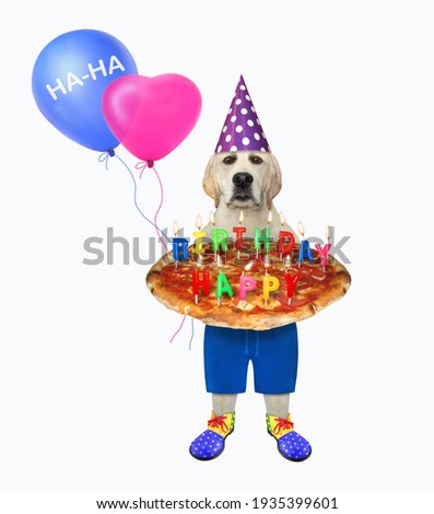 A dog labrador clown in a hat is holding a holiday pizza with burning candles. Happy birthday. White background. Isolated.
