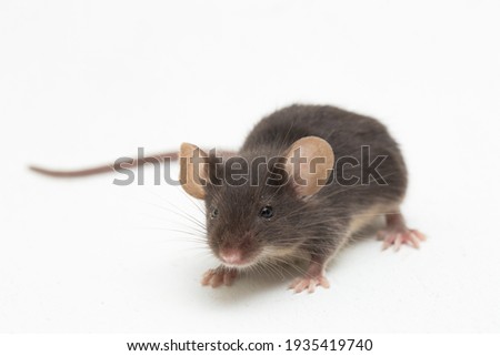 Black common house mouse isolated on white background
