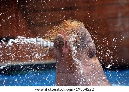 A walrus squirting water from its mouth.