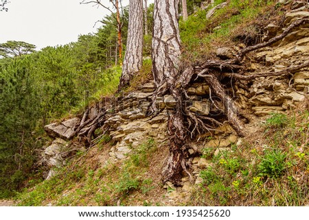 landscape, pine forest in the mountains, old pines and trees roots