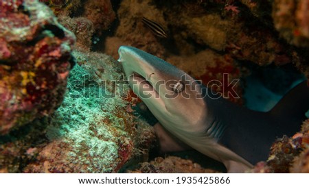 A young white tip shark wakes up from a dream and looks out from under the coral.