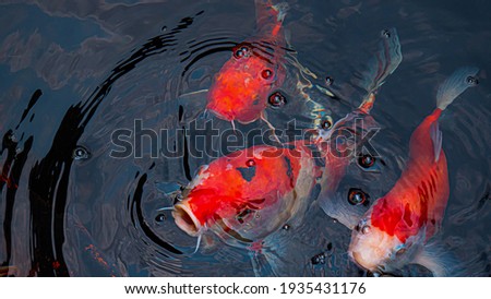 Japan Koi fish or Fancy Carp swimming in black pond. Popular pets for Asian people relaxation and feng shui meaning good luck. The fish sprang up and opened its mouth above the water. To wait for food