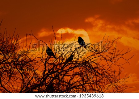 Sunset and birds on tree on dark silhouette and twilight background, flock of bird wildlife on branch in nature, beautiful view nature of golden and red sunny down on summer season on sky and clouds