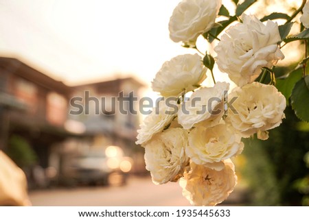 A bouquet of white roses in the city