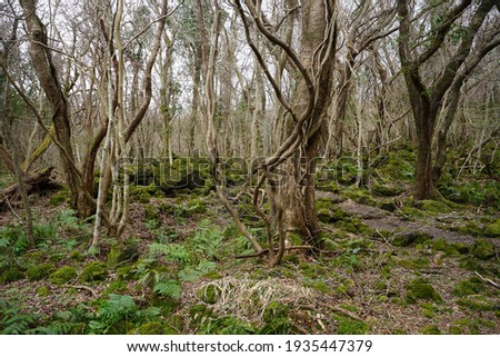 an autumn forest with vines and bare trees
