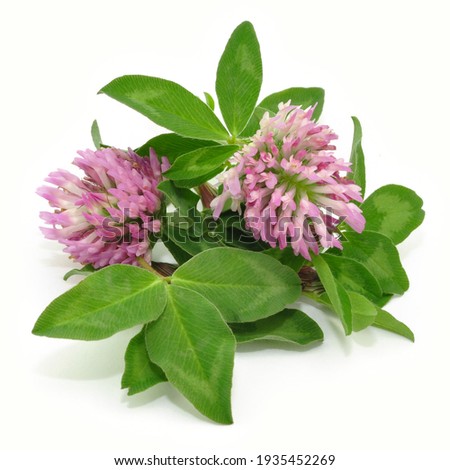 Plant, clover with blossom on white background, isolated.