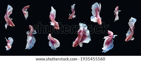 Photo collage of Pink white dumbo big ear halfmoon betta fish siamese photo collage isolated on black color background