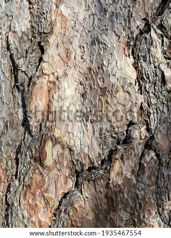Drawing of the bark of a tree.  Background picture.  Brown tree bark.
