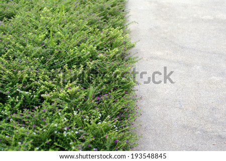 garden detail, pathway and small bush of green cover