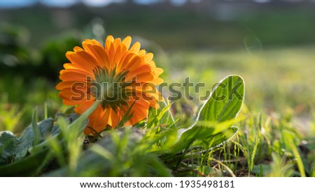 Calendula flower, orange back view with green garden background bokeh