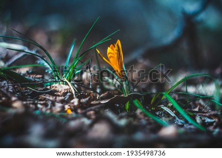 Yellow crocus in the spring forest close-up. A fabulous flower. Focus on the flower