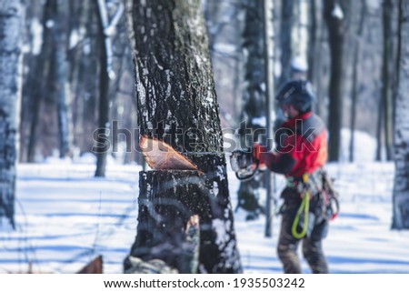 Professional lumberjack woodcutter with chainsaw in protective uniform gear cutting a big massive tree in the forest during the winter, logger firewood timber tree  Royalty-Free Stock Photo #1935503242