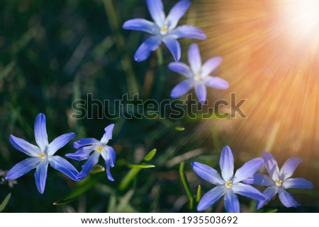 The first spring blue small flowers on a sunny day. Hello April wallpaper, greeting card