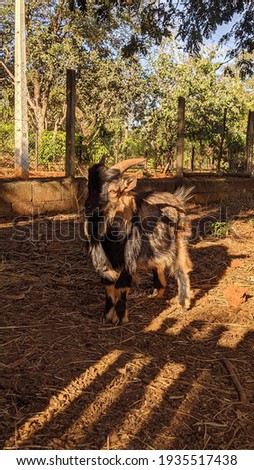 photo taken from the mini goat from my farm 