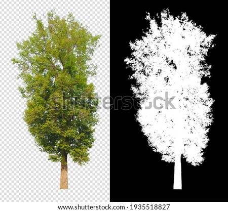 tree on transparent background picture with clipping path and alpha channel