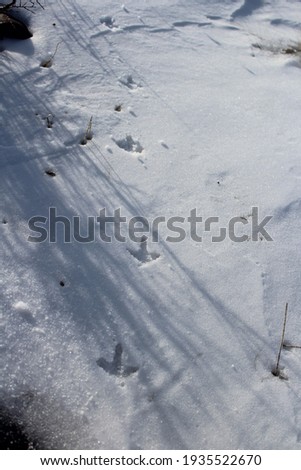 Birds Tracks in the Snow in Wilderness Area