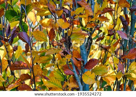 autumn leaves background, photo as a background, digital image