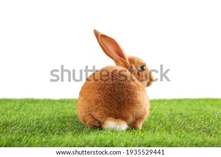 Cute bunny on green grass against white background. Easter symbol