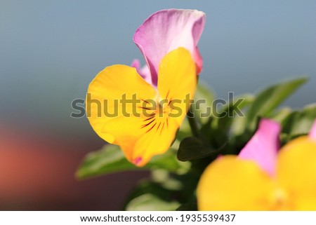 Colorful pansies in the garden on a blurry background