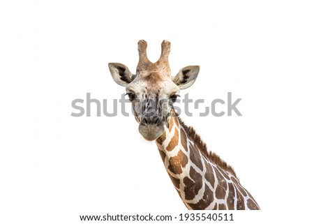 Close-up isolated portrait of the Angolan (Namibian) giraffe Giraffa angolensis lives in forest, savanna and shrubland in Africa (Namibia, Zambia, Botswana and Zimbabwe). Royalty-Free Stock Photo #1935540511